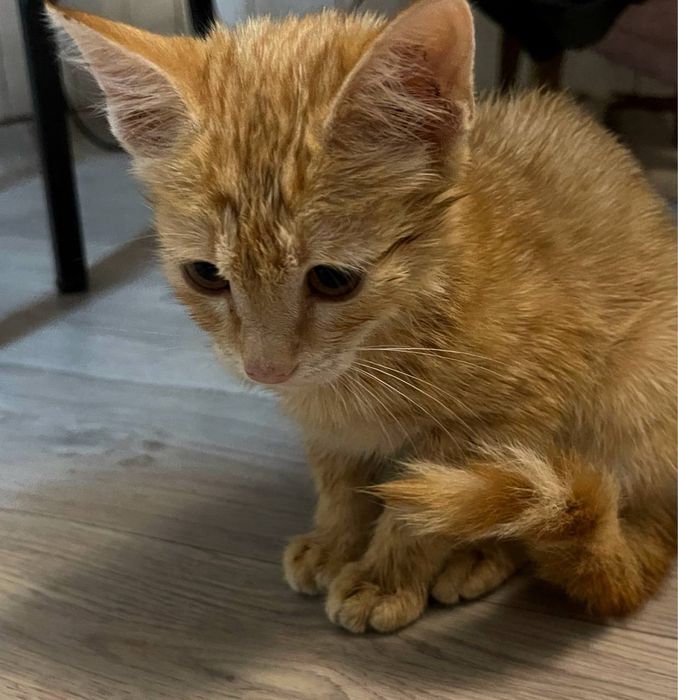 Отдаем золотого котенка