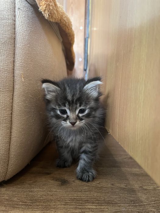 Котенок девочка 1,5 месяца