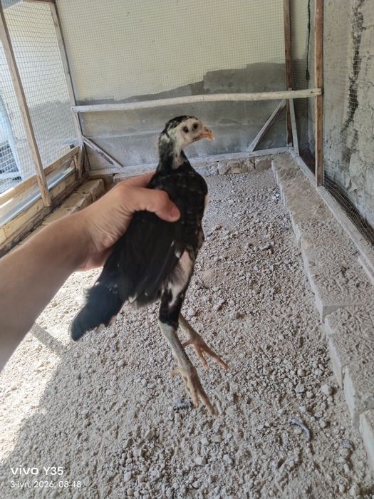 23ta joʻjalar sotiladi