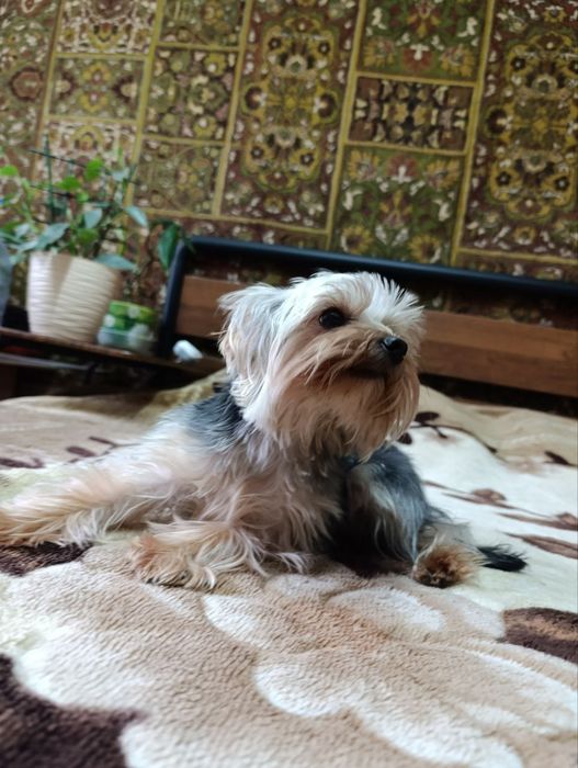 Щенок йоркширского терьера