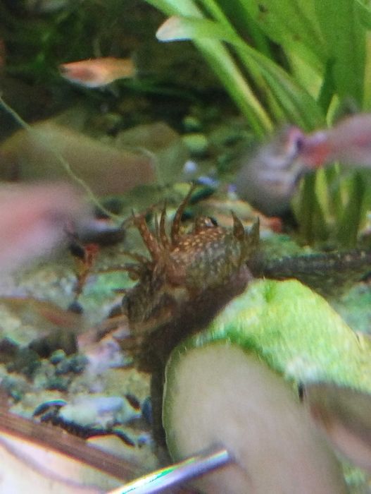 Vând pești acvariu, ancistrusi, creveți