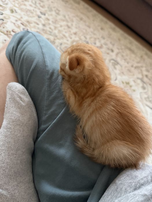 Котенок пародистый