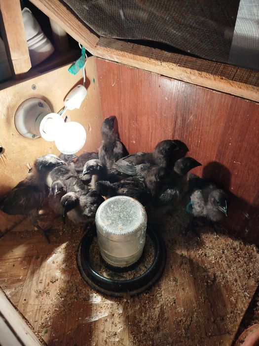 Қора ухеюл жожала сотилади