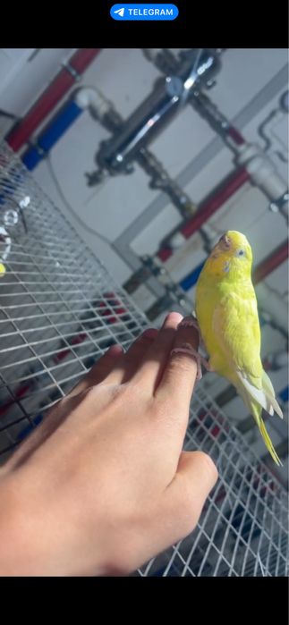 Сотилади РУЧНОЙ! Пара волнистый попугайлар чукимайди зор пара тайор