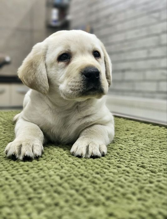 Labrador Retriver