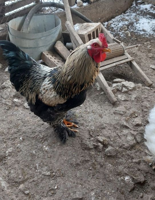 Продавам петли Айтос- Лясково