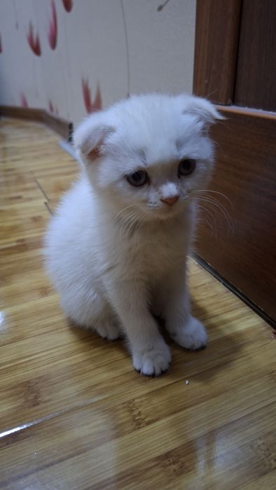 Кошка белая девочка