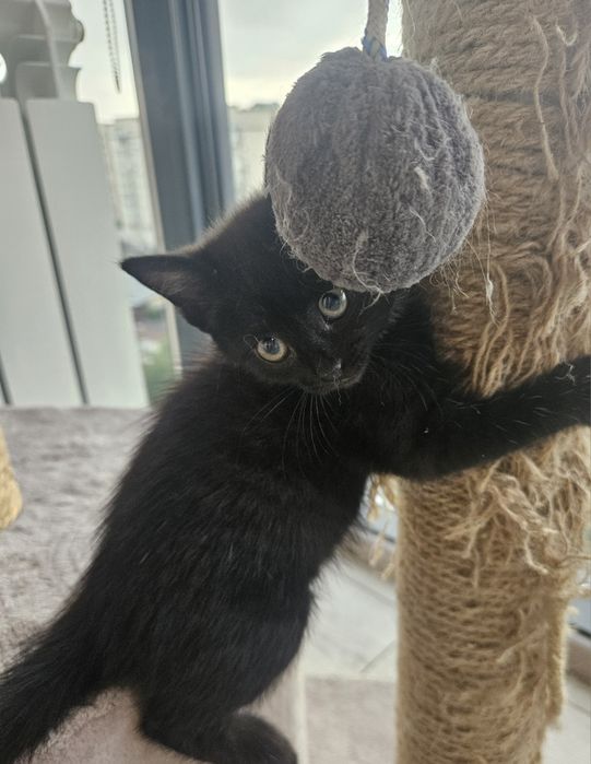 Котенок девочка 2.5 месяца