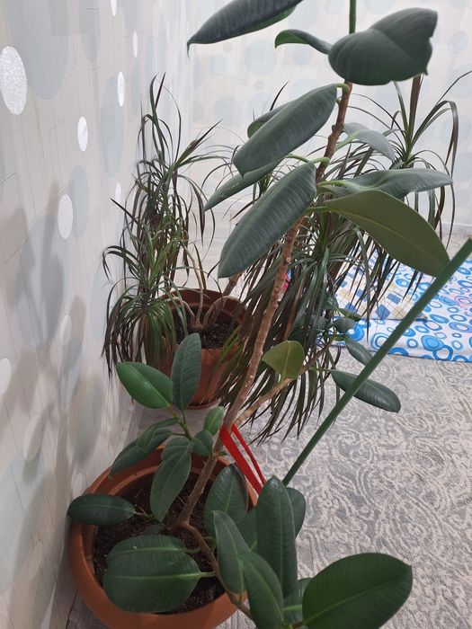 Продаётся домашние цветы