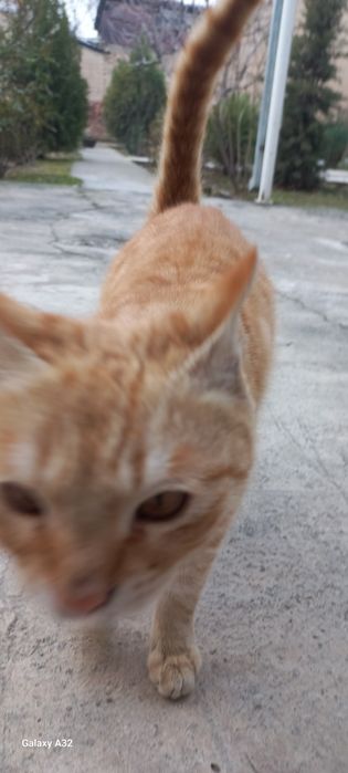 Милый котик ищет доброго хозяина.