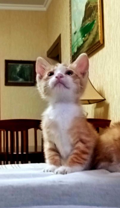 Котята в хорошие руки бесплатно