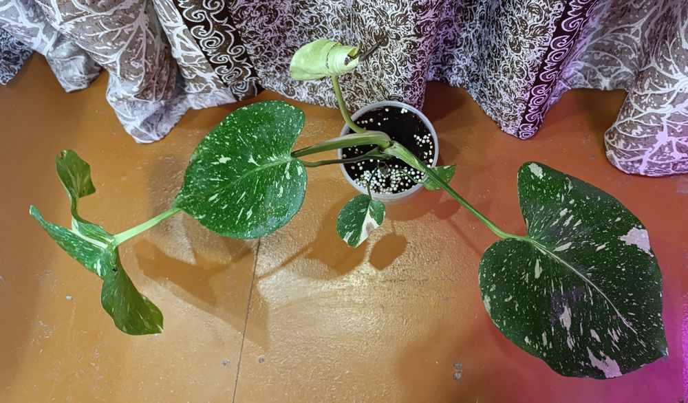 Монстера тайское созвездие