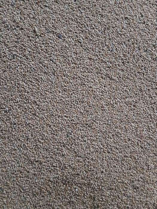 Vând sămânță de grâu de primăvară