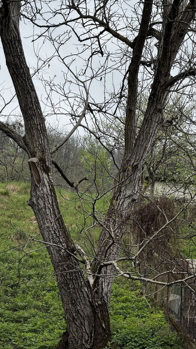 Vand nuc netaiat vechi de peste 100 de ani