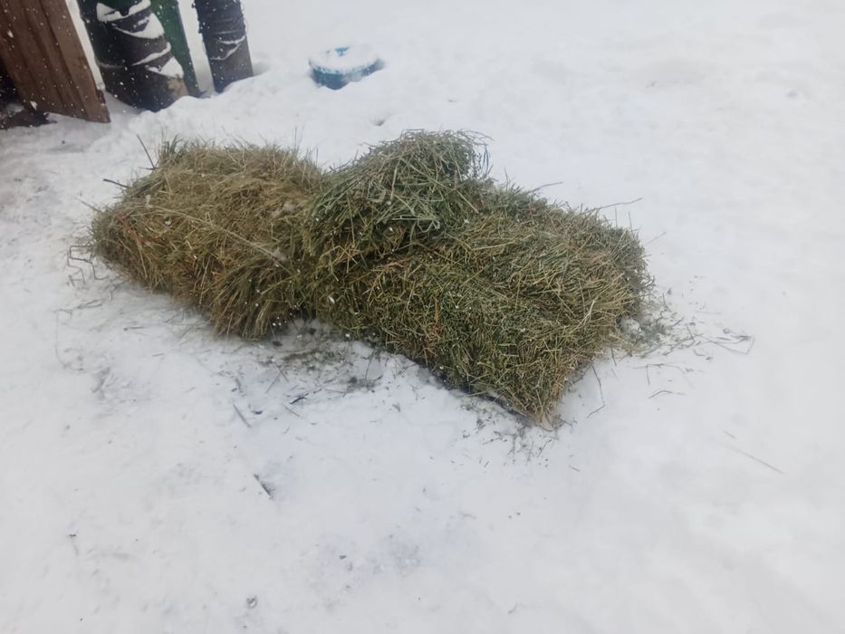 Жонышка кырдын шобы