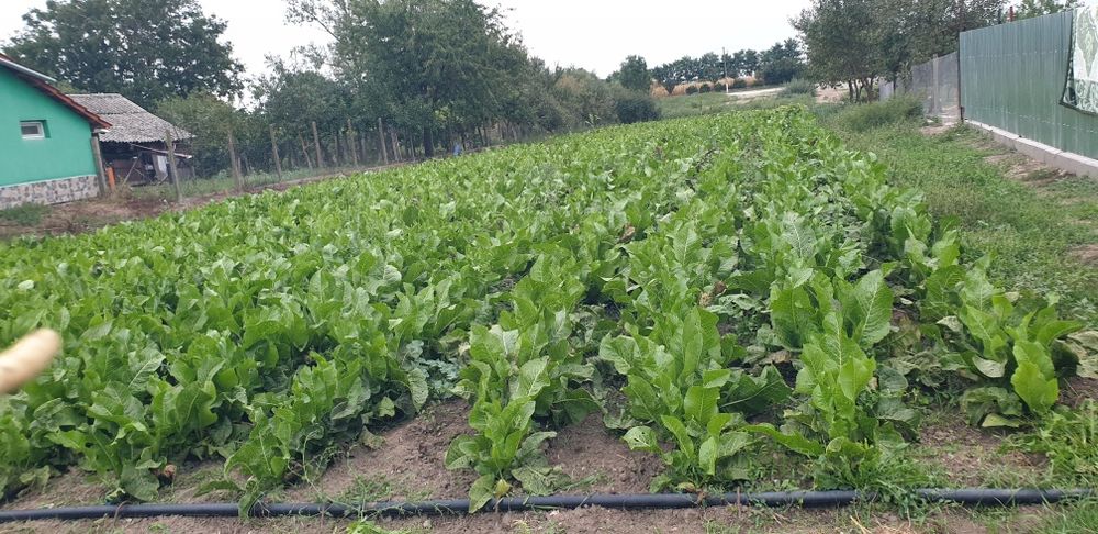 Vand hrean din  anul aceasta