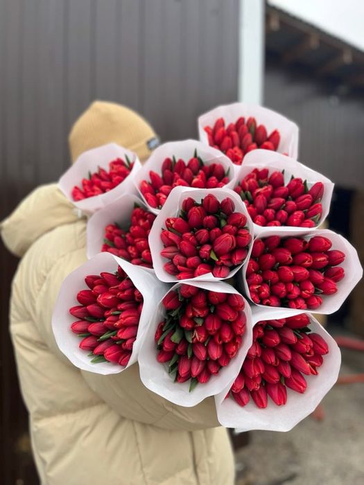 Голландские тюльпаны оптом