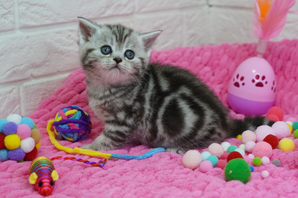 Шотландские котятки