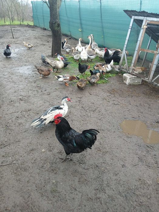 Ouă și păsări de vînzare