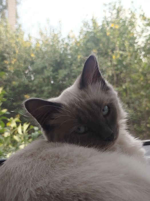 Пропал кот по улице фрунзе