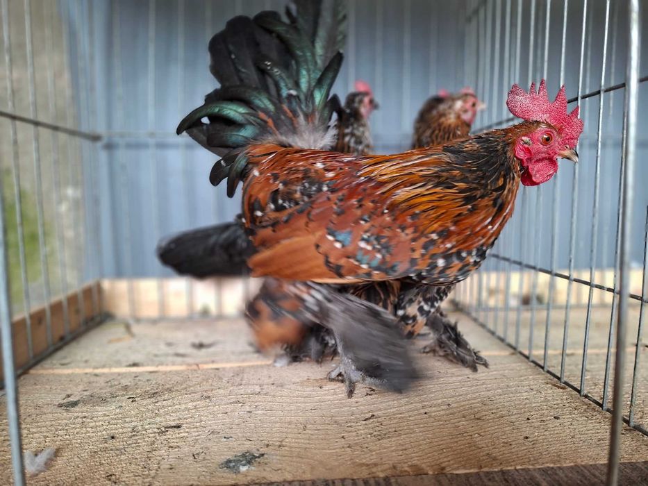 gaini Mii de Flori Auriu Portelan