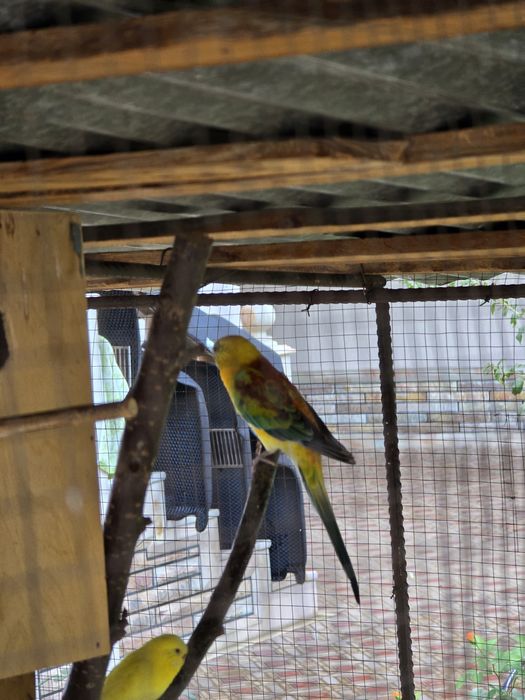 Atlas pevchi to'tiqush