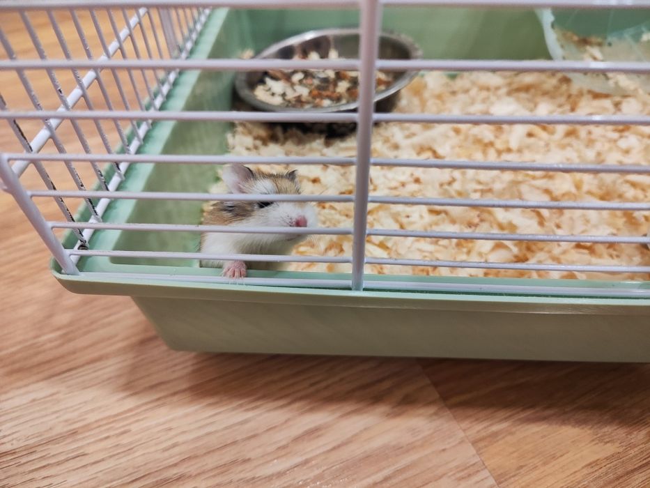 Хамстер малък в отлично здраве