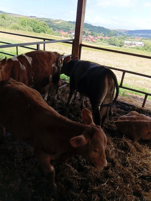 Vitei de vânzare