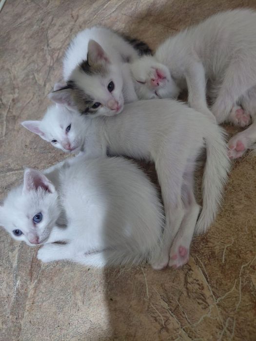 Отдам красивых котят.