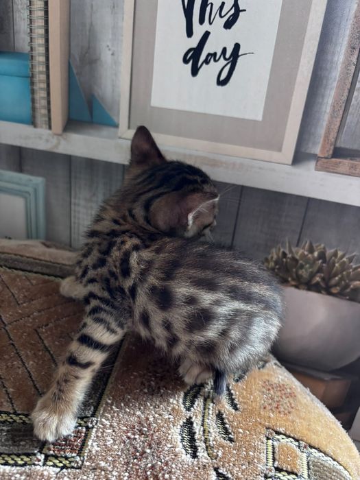 Продам бенгальских котят