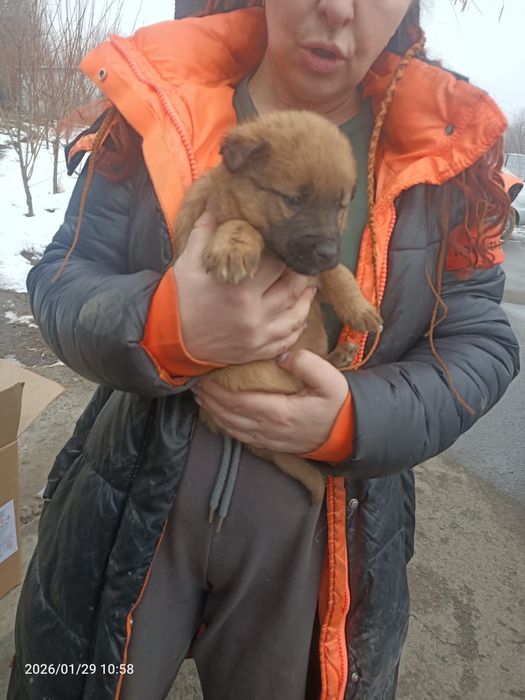 Щенки ищут дом, ответственным