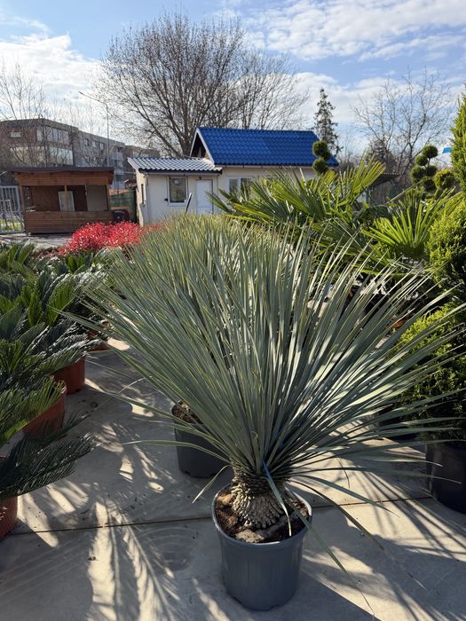 Palmier Yucca rostrata Yuka albastra plante premium