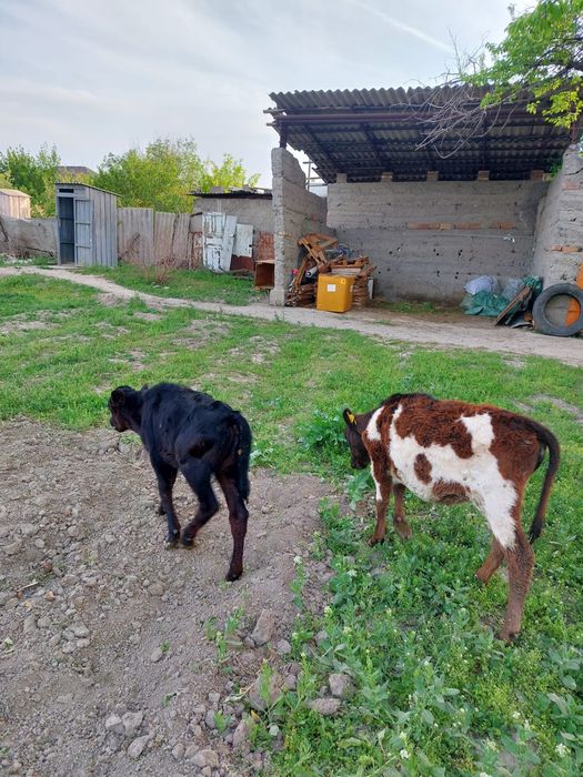 Теленки сена кушают