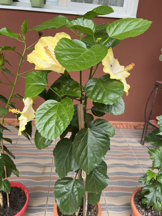 Liliac Indian Fucsia și Mov1,5 m