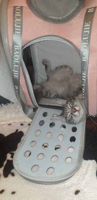 Отдаем Белочку, красоткк кошечку