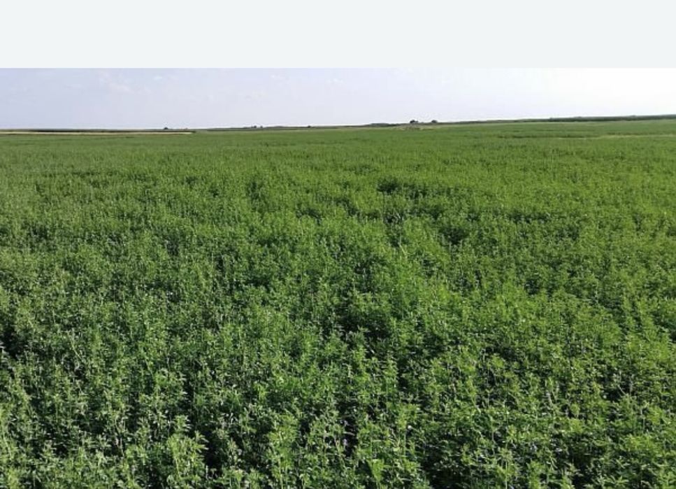 Baloti mici de fan Lucerna 20-25kg/balot