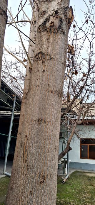 павловния дарахтлари сотилади