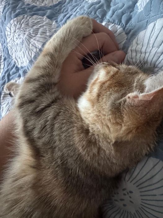 бесплатно котик отдам даром