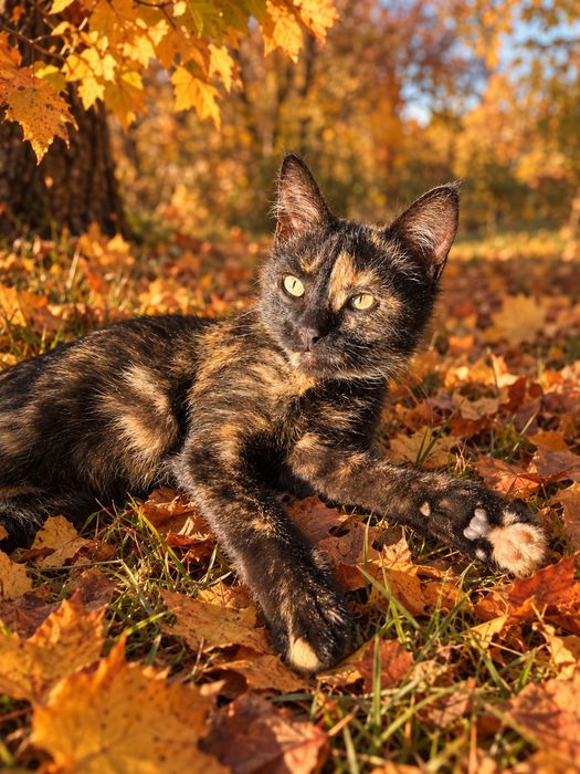 Кошечка ищет свою семью