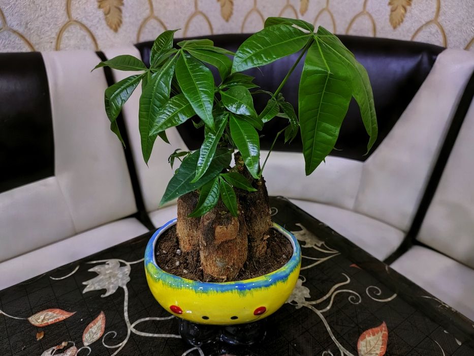 Комнатные растения. Доставкамен