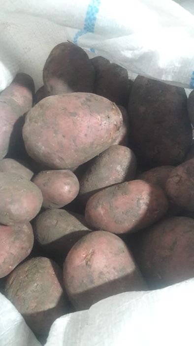 Продам картофель.Местный.