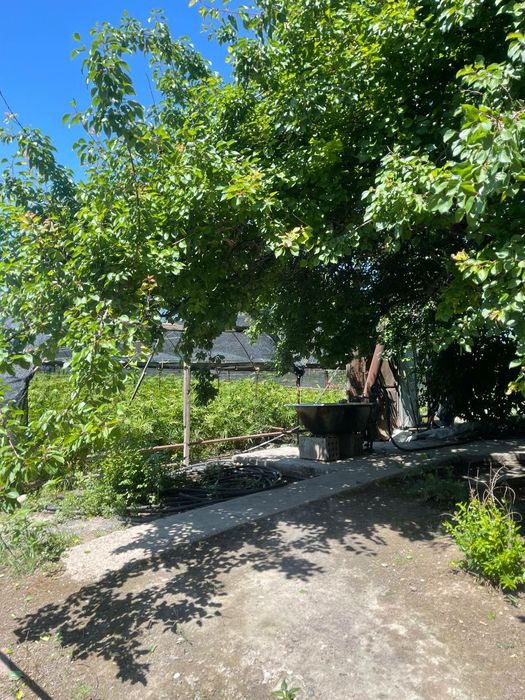 Dala. Xovli. Uy. Teplisa. Issiqxona