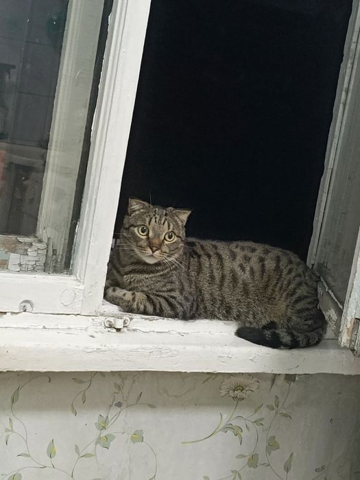 Отдам бесплатно кота