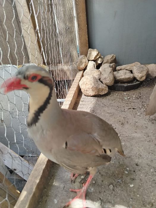Potarniche de stanca Bucuresti Sectorul 5 • OLX.ro