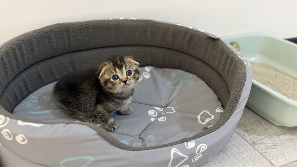 Шотландские вислоухие котята