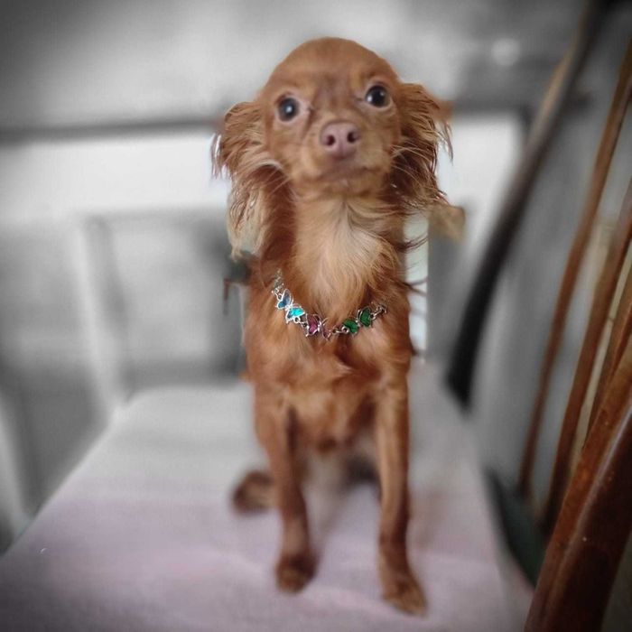 Русский мини той. Кобель. Вязка