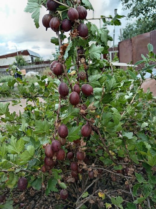 Крыжовник, Малина, Смородина кусты
