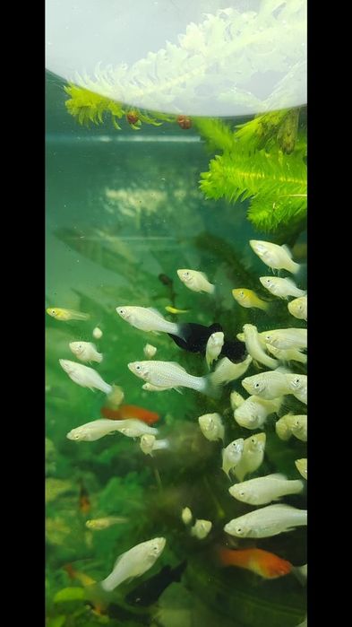 Моллинезия Велифера снежинка.