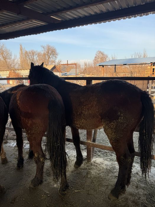 Семіз құнпндар сатылады