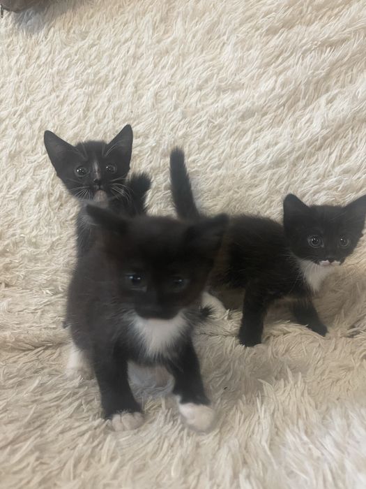 Отдам котят в добрые руки